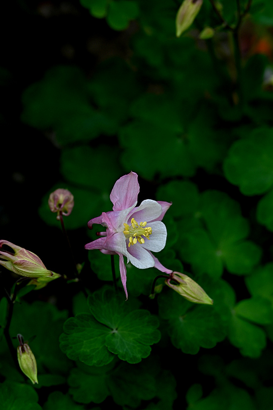 AAD_0371.jpg