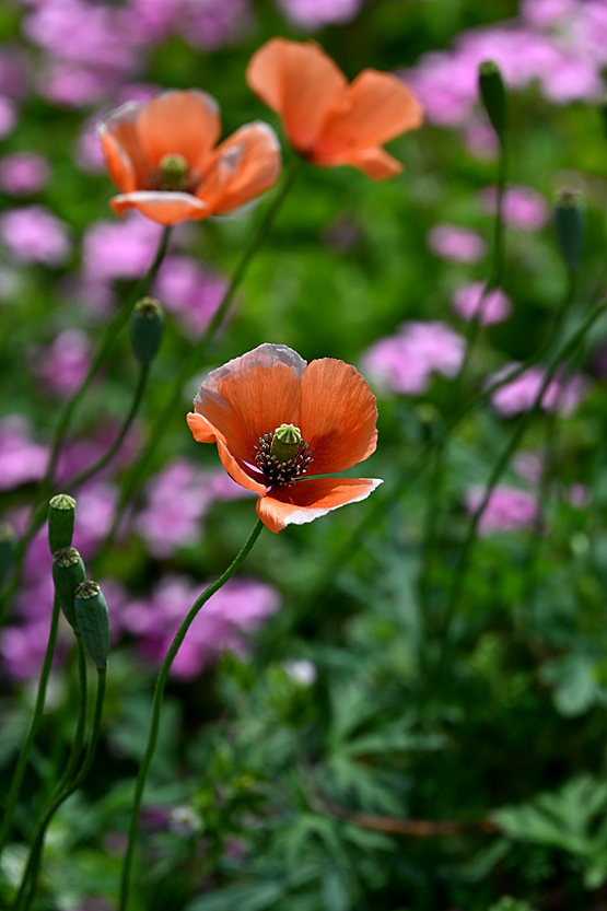 AAD_0375.jpg