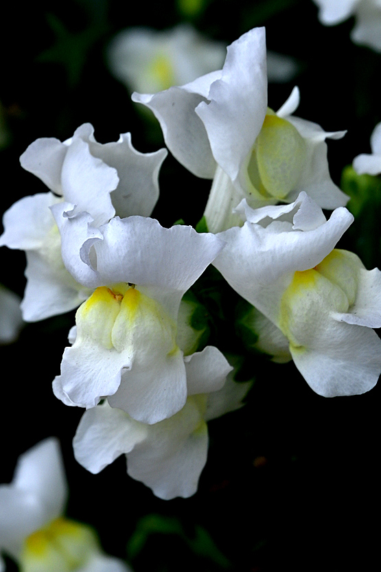 AAD_0389.jpg