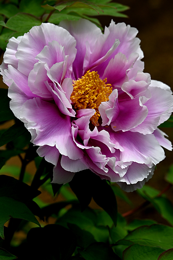 AAD_0445.jpg