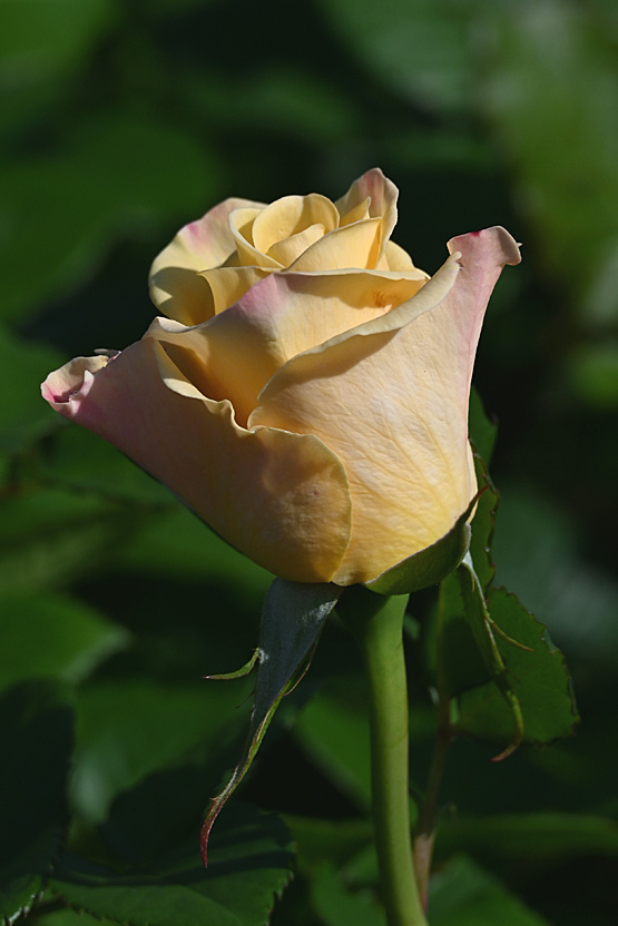 AAD_0509.jpg
