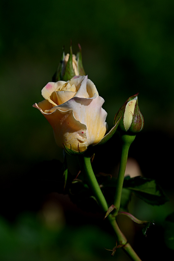 AAD_0518.jpg