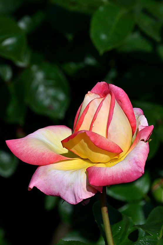 AAD_0524.jpg