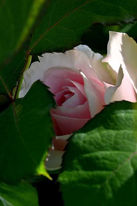 AAD_0530.jpg
