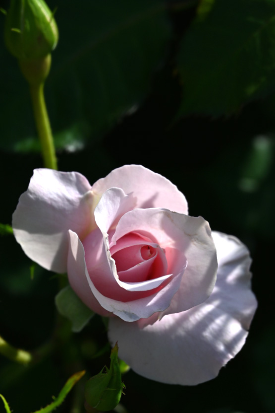 AAD_0531.jpg