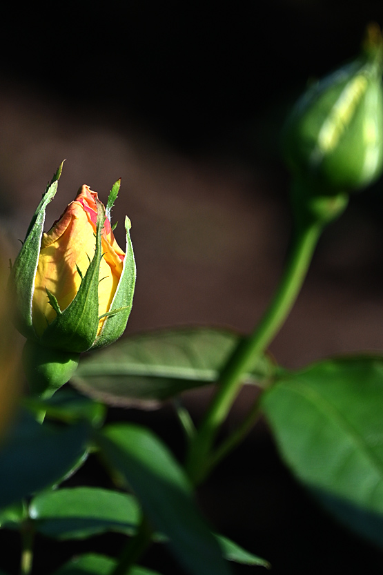 AAD_0551.jpg