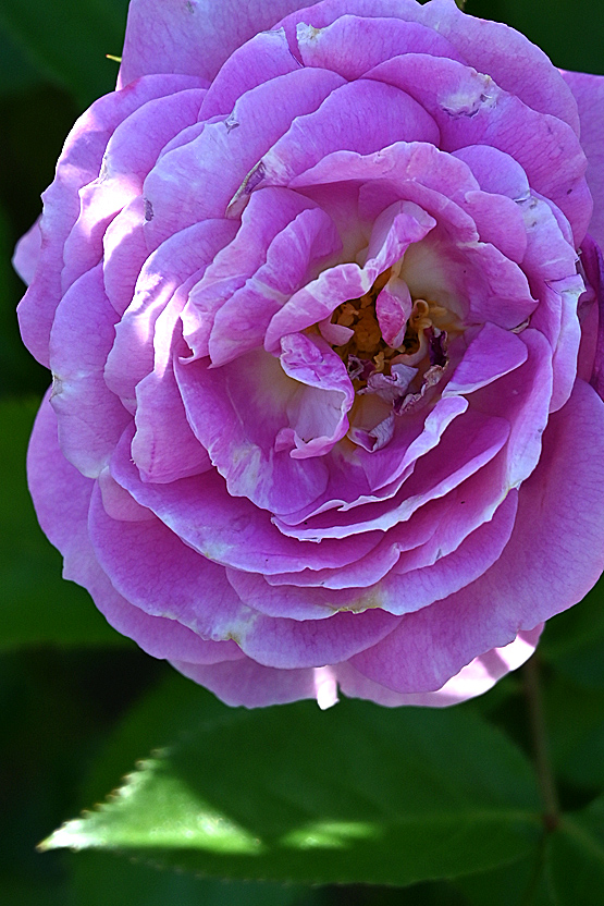 AAD_0568.jpg