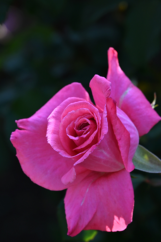 AAD_0577.jpg