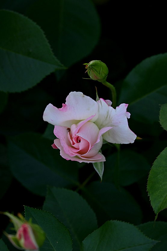 AAD_0593.jpg