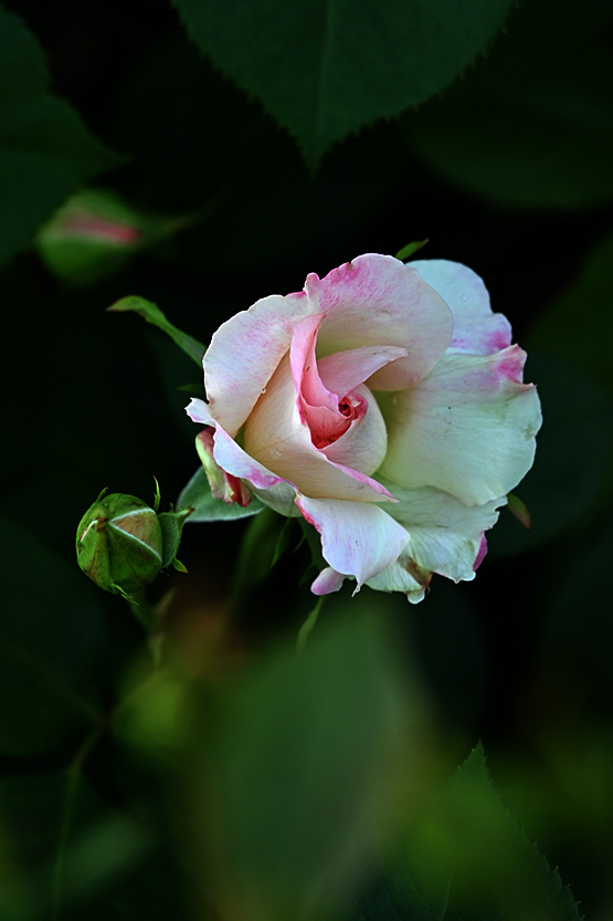 AAD_0597.jpg