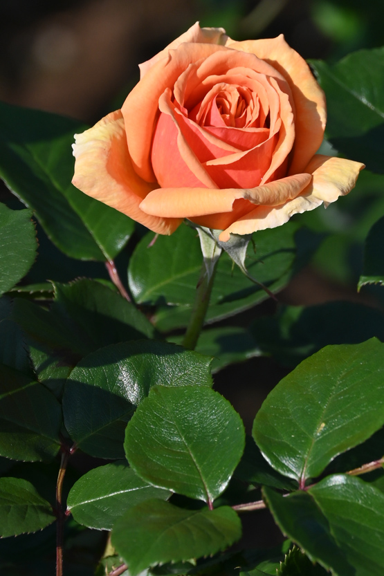 AAD_0611.jpg