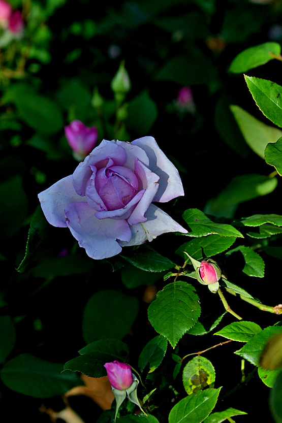 AAD_0614.jpg