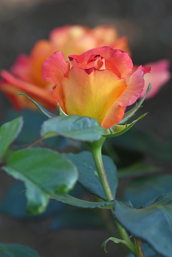 AAD_0627.jpg