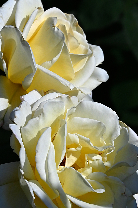 AAD_0631.jpg