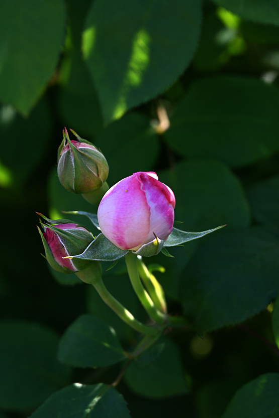 AAD_0645.jpg