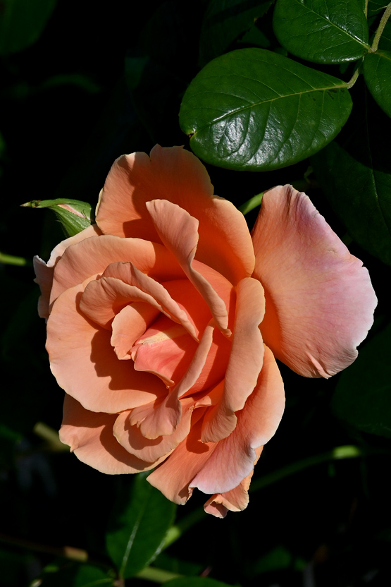 AAD_0664.jpg