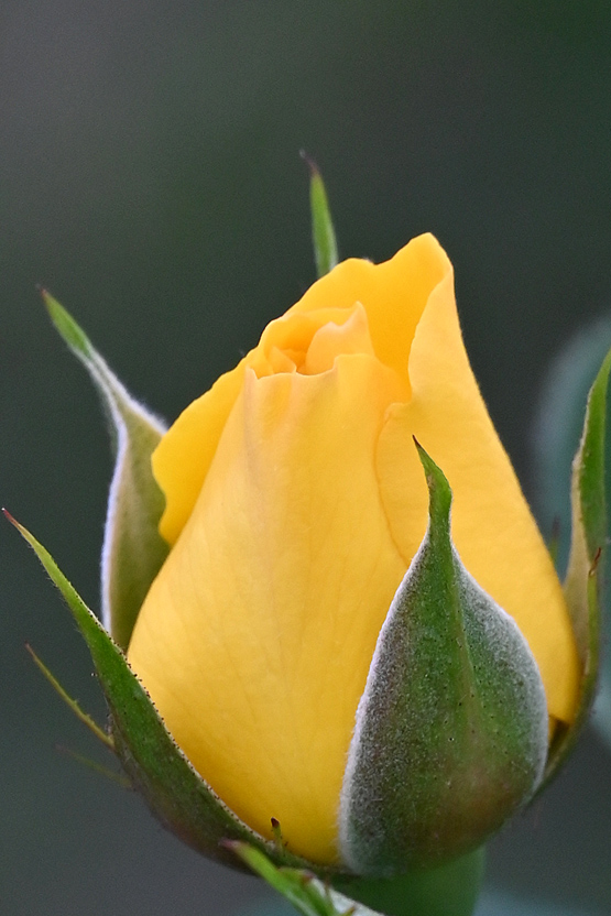 AAD_0699.jpg