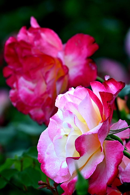 AAD_0708.jpg