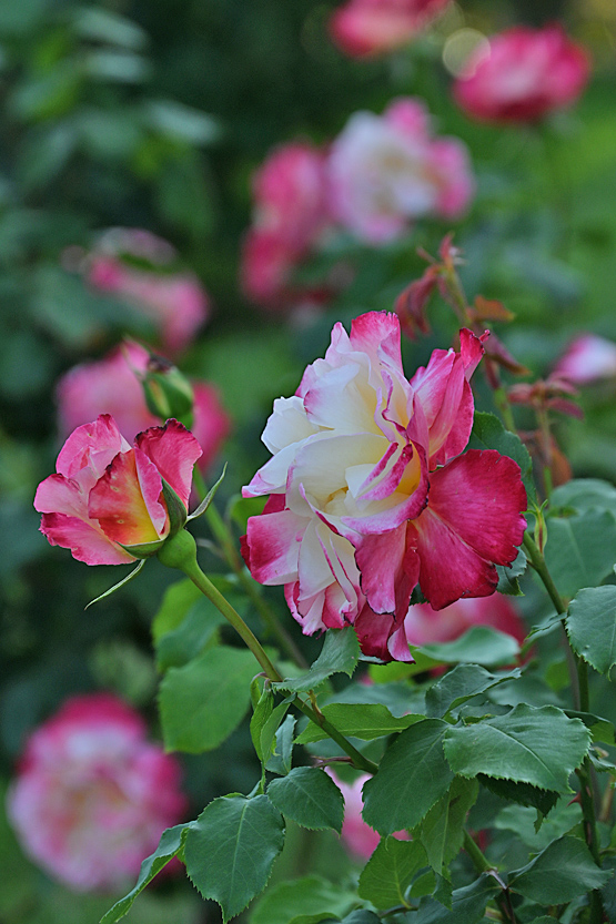 AAD_0710.jpg