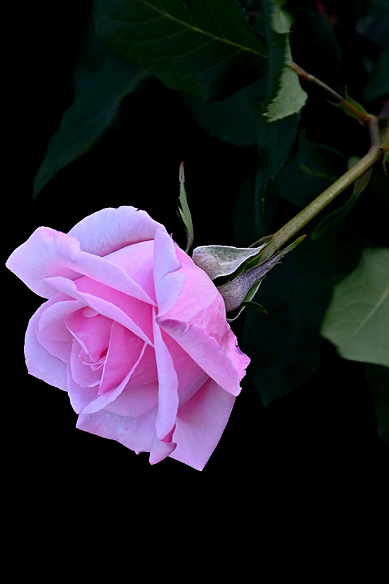AAD_0722.jpg