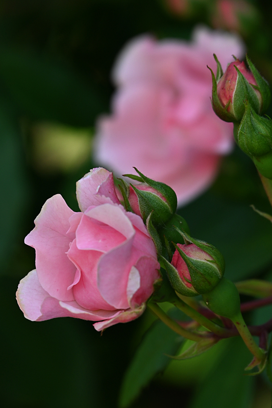 AAD_0781.jpg