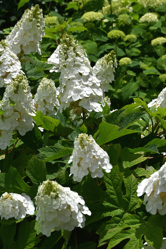 AAD_0816.jpg