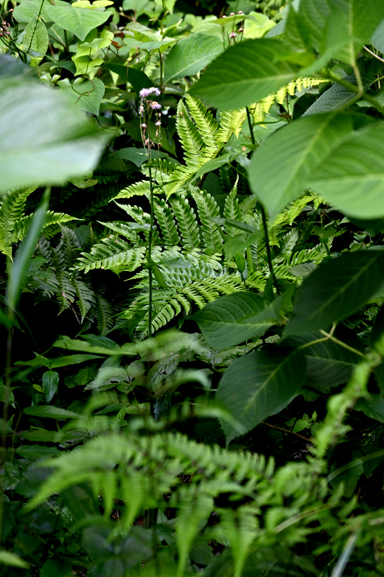 AAD_0852.jpg
