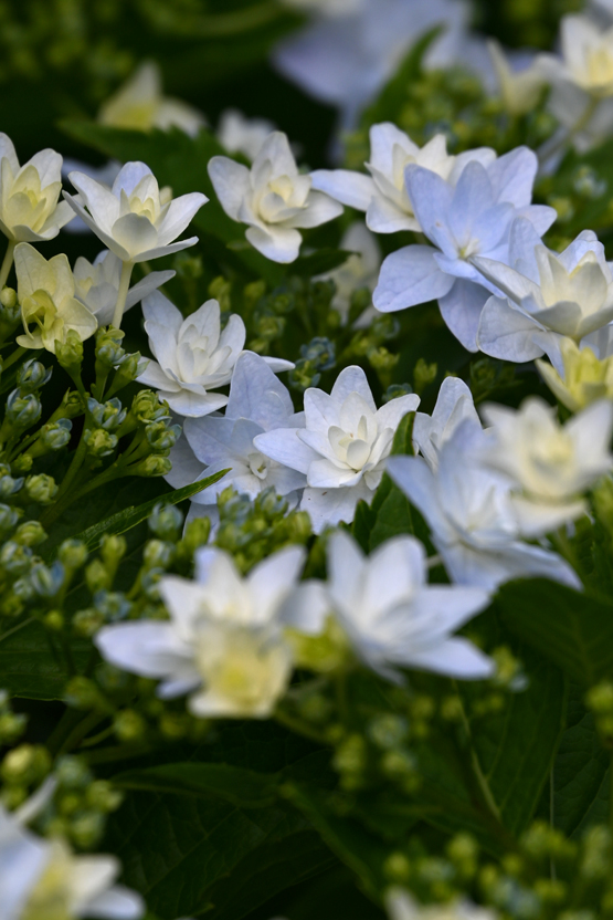 AAD_0892.jpg