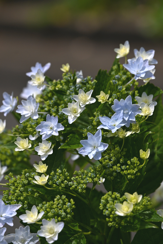 AAD_0908.jpg