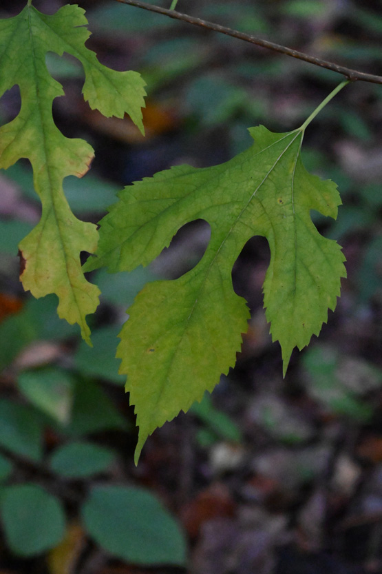 AAD_1190.jpg