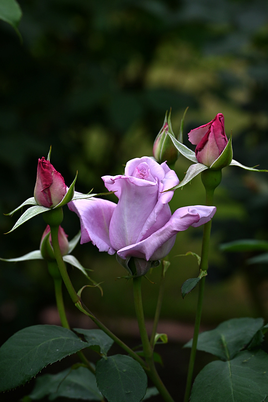 AAD_2080.jpg