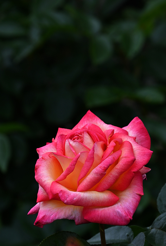 AAD_2098.jpg