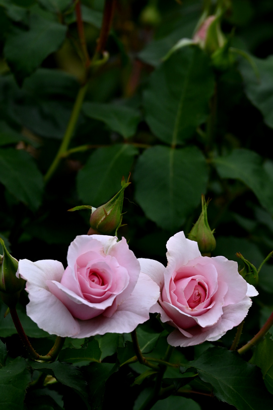 AAD_2110.jpg