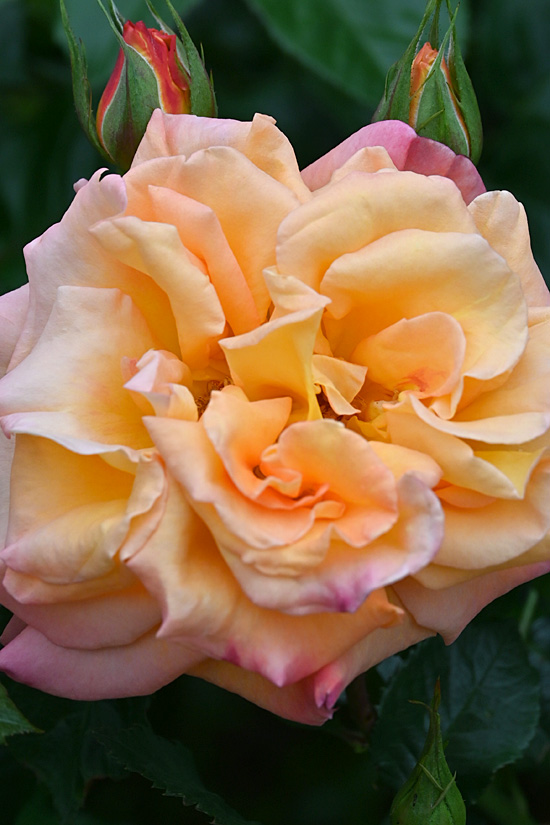 AAD_2122.jpg