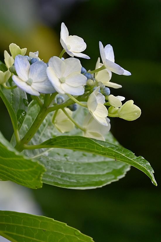 AAD_2397.jpg