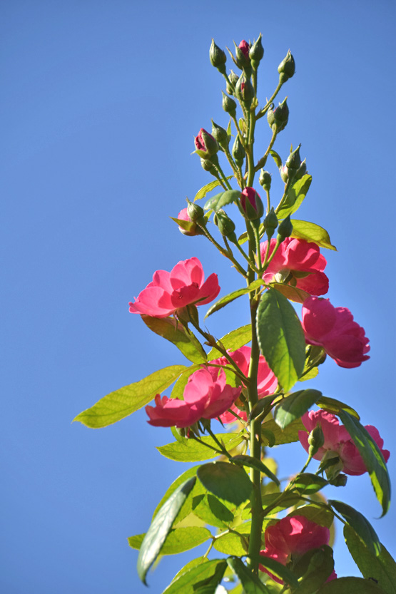 DSC9244.jpg