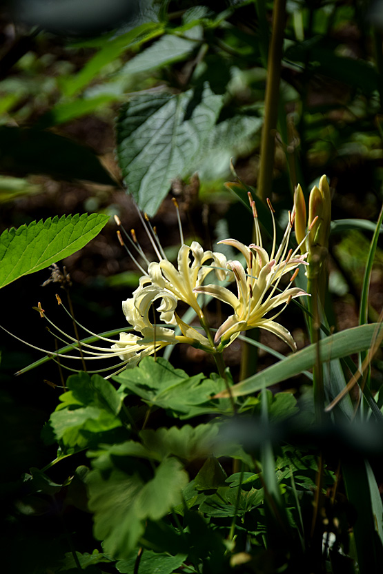 DSC9247.jpg