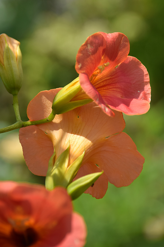 DSC_5595.jpg