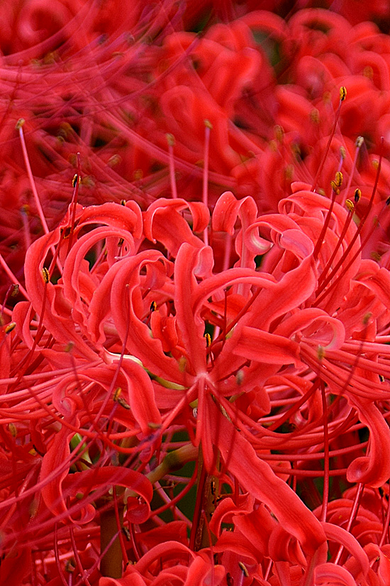 DSC_zz7368.jpg