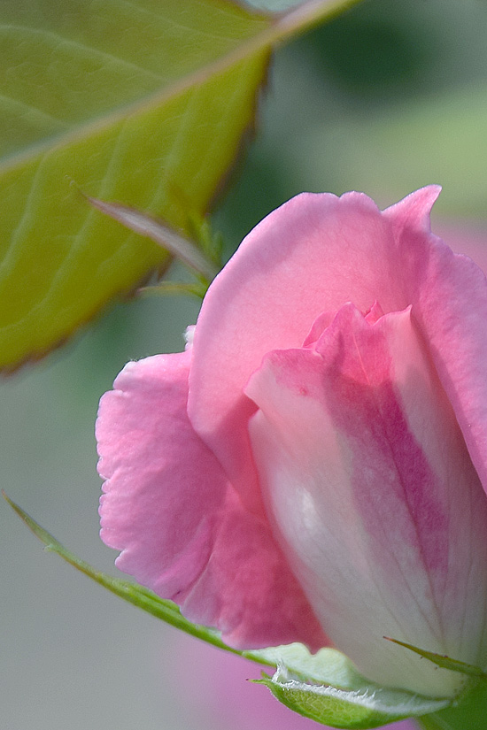 DSCz_2782.jpg