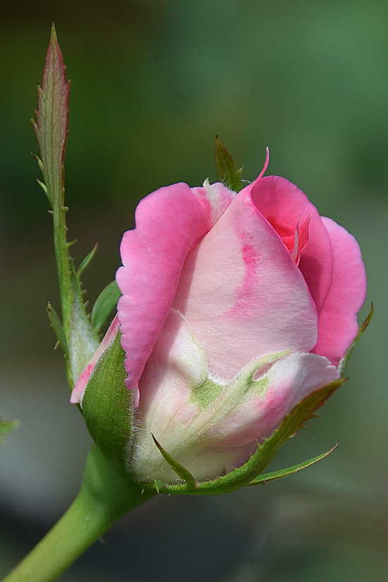 DSCz_2784.jpg