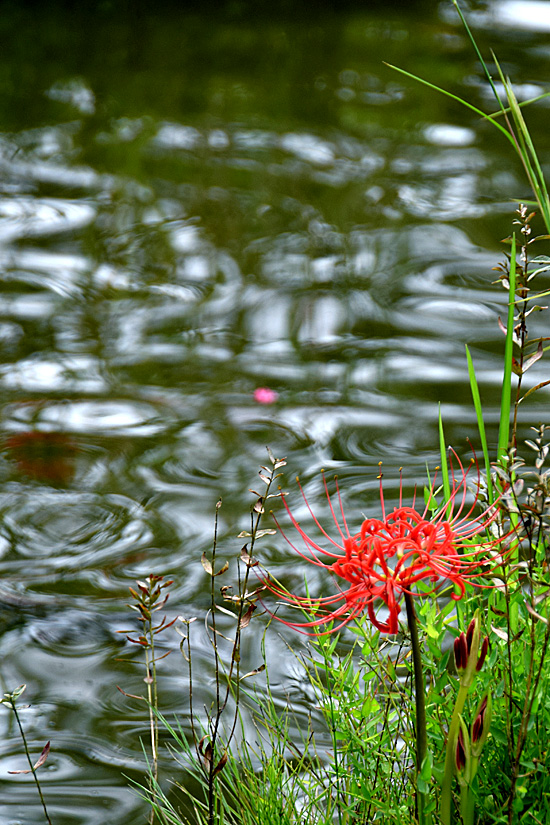 DSCz_2965.jpg