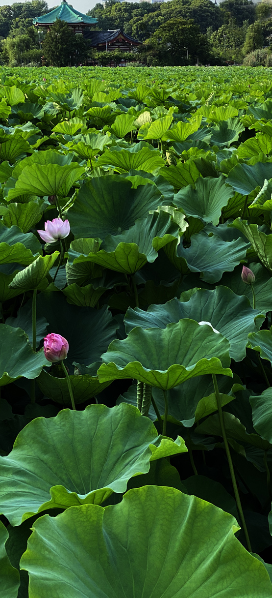 IMG_5751あ.jpg